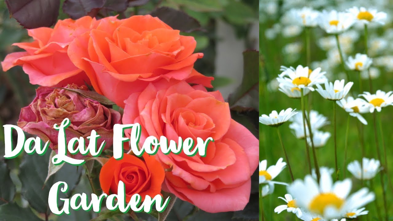 Da Lat Flower Garden