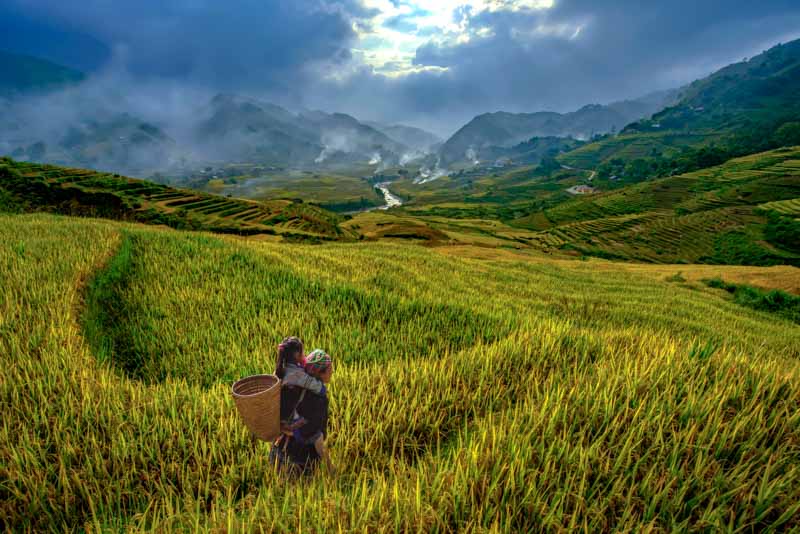 los mejores arrozales de vietnam