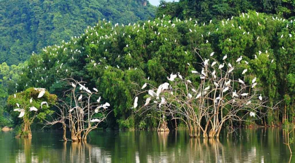 Van Ho Bird Sanctuary, mekong delta