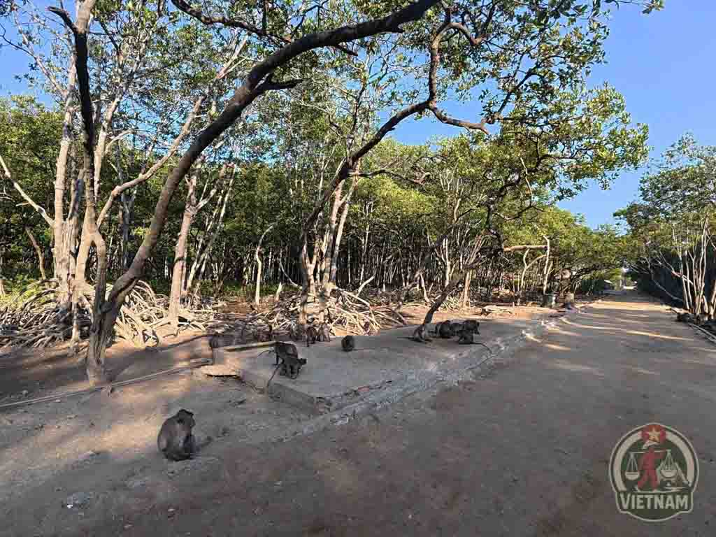 Monos en Monkey Island, Can Gio