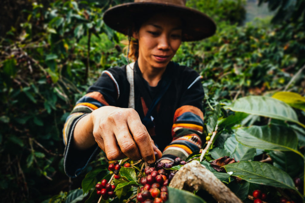 plantaciones de cafe en da lat vietnam