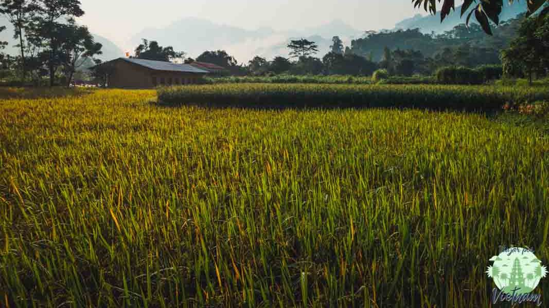 arrozales en du gia