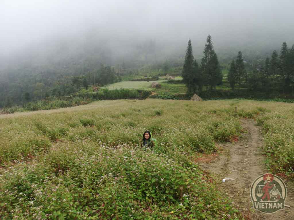 trigo sarraceno en ha giang vietnam
